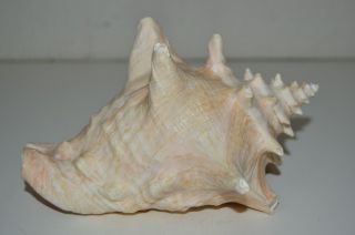 Vintage Large Conch Sea Shell Pacific North Coast California Rare 7.  5 