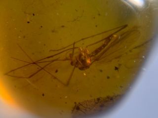 Uncommon Long Legs Mosquito Burmite Myanmar Amber Insect Fossil Dinosaur Age