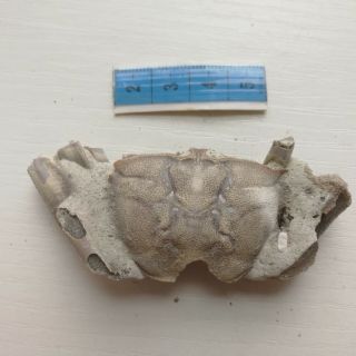 Rare Preciou Crab Fossil Specimen Madagascar Af23