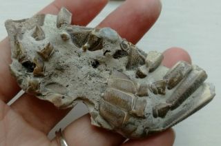 Rare preciou Crab Fossil specimen Madagascar AF23 2