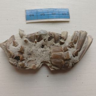 Rare preciou Crab Fossil specimen Madagascar AF23 3