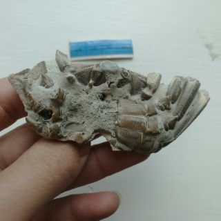 Rare preciou Crab Fossil specimen Madagascar AF23 4