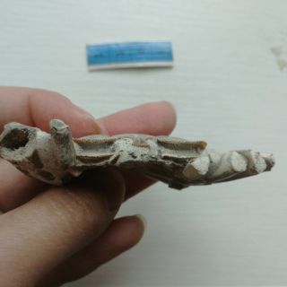 Rare preciou Crab Fossil specimen Madagascar AF23 5