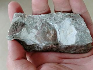 Rare Placodermi Fish Fossil,  Wuding,  Yunnan,  China,  Devonian Ae20