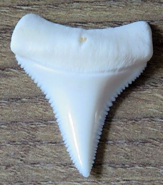 1.  329 " Lower Nature Modern Great White Shark Tooth (teeth)