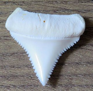 1.  281 " Lower Nature Modern Great White Shark Tooth (teeth)