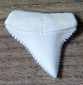 1.  246 " Upper Nature Modern Great White Shark Tooth (teeth)