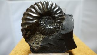 Geological Enterprises Cretaceous Fossil Ammonite Dufrenoya Furcata