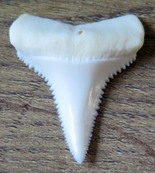 1.  361 " Lower Nature Modern Great White Shark Tooth (teeth)
