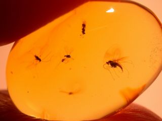 7 Insects In Authentic Dominican Amber Fossil Gem Quality Cabochon