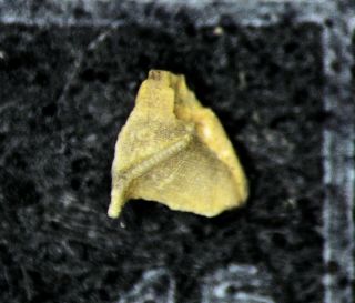 Ordovician Rare Rostroconch Bitrigonocardia Bromide Oklahoma Complete Specimen
