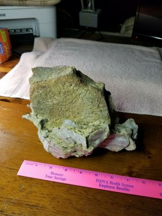 Fossil Whale Bone Vertebrae Found Off Coast Of Nc.  5 Pounds With Coral