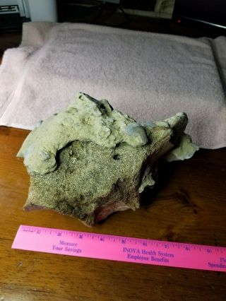 Fossil Whale Bone Vertebrae found off coast of NC.  5 pounds with coral 2