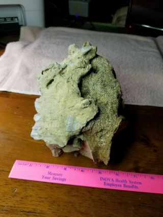 Fossil Whale Bone Vertebrae found off coast of NC.  5 pounds with coral 3