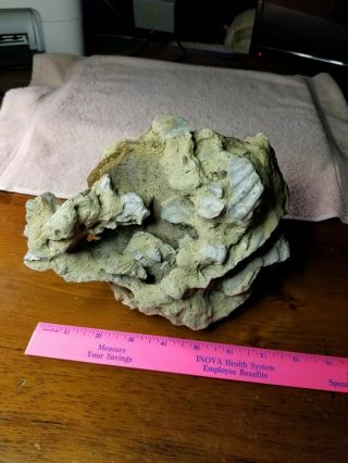 Fossil Whale Bone Vertebrae found off coast of NC.  5 pounds with coral 4