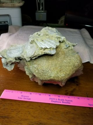 Fossil Whale Bone Vertebrae found off coast of NC.  5 pounds with coral 5