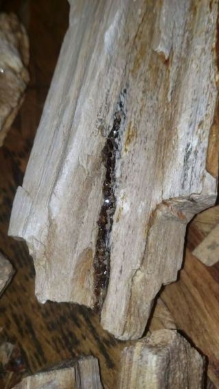 Rare Crystalized Petrified Wood Drury Quartz Millions Year Old Healing Stone