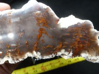 Css: 5 " X 4 " Polished Eden Valley Petrified Wood Specimen From 1988