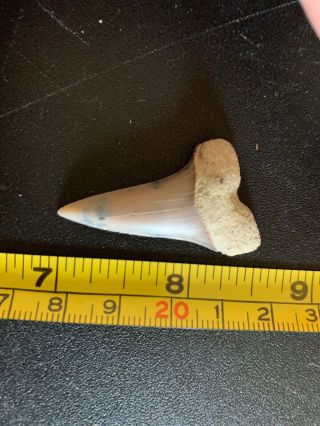 Fossil Hastalis Shark Tooth Bakerafield Ca.  Ancestor To The Great White