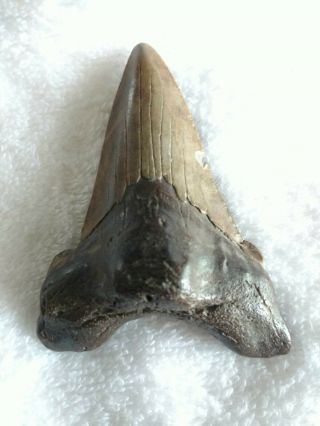Fossil Angustiden Megalodon Shark Tooth Shark Tooth 3.  02 Inches