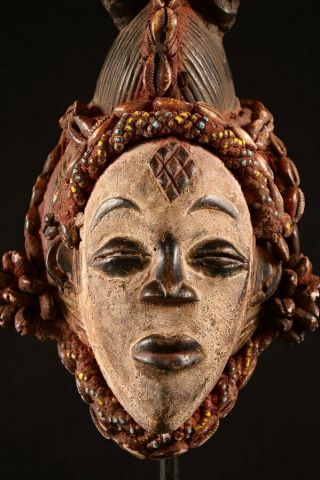 Rare Punu Tribe Puka Shell Queen Mask Old African Wood Carved 9444
