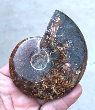 188g A Fossil Of A Fossilized Snail In The Ocean Of Gems A2889
