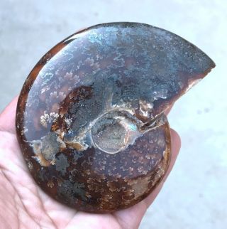 188g A fossil of a fossilized snail in the ocean of gems A2889 2
