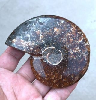 188g A fossil of a fossilized snail in the ocean of gems A2889 3