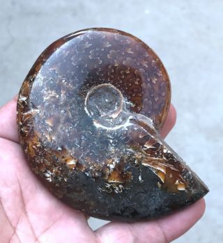 188g A fossil of a fossilized snail in the ocean of gems A2889 4