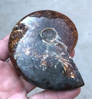 188g A fossil of a fossilized snail in the ocean of gems A2889 5