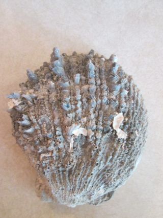 Thorny Oyster Fossil Sea Shell North Florida