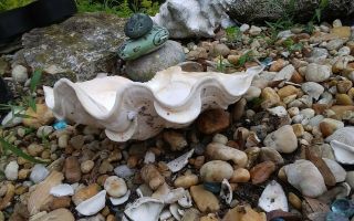 Clam Shell Giant Natural Tridacna Shell 9 - 3/4 X 6 - 1/2 X 4 With Interior Layers
