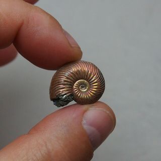 22mm Quenstedtoceras Pyrite Ammonite Fossils Callovian Fossilien Russia 3
