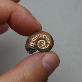22mm Quenstedtoceras Pyrite Ammonite Fossils Callovian Fossilien Russia 4