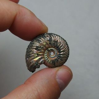 33mm Quenstedtoceras Pyrite Ammonite Fossils Callovian Fossilien Russia 3