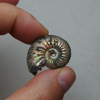 33mm Quenstedtoceras Pyrite Ammonite Fossils Callovian Fossilien Russia 4