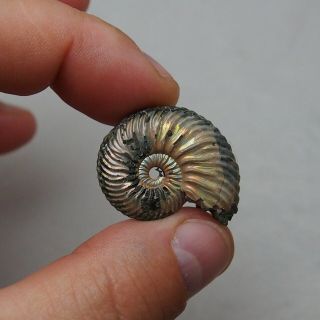 33mm Quenstedtoceras Pyrite Ammonite Fossils Callovian Fossilien Russia 5