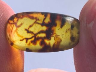 0.  87g Unique Unknown Plant Burmite Myanmar Amber Insect Fossil From Dinosaur Age