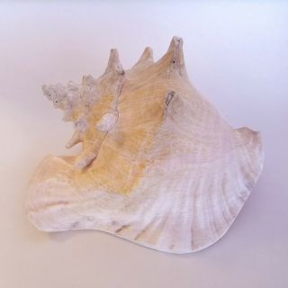 Large Queen Conch Sea Shell Pink Strombus Beach Decor Aquarium 8.  5x5.  5 2.  4lbs