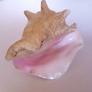 Large Queen Conch Sea Shell Pink Strombus Beach Decor Aquarium 8.  5x5.  5 2.  4lbs 2