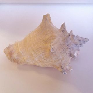 Large Queen Conch Sea Shell Pink Strombus Beach Decor Aquarium 8.  5x5.  5 2.  4lbs 4