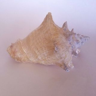 Large Queen Conch Sea Shell Pink Strombus Beach Decor Aquarium 8.  5x5.  5 2.  4lbs 5