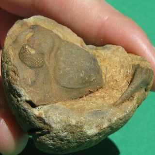 Extremely Rare Trilobite fossil Cephalon Malvinocooperella pregiganteus 2