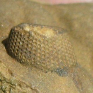 Extremely Rare Trilobite fossil Cephalon Malvinocooperella pregiganteus 3