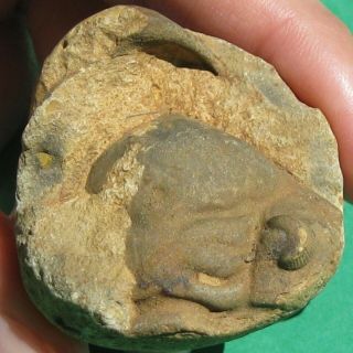 Extremely Rare Trilobite fossil Cephalon Malvinocooperella pregiganteus 4
