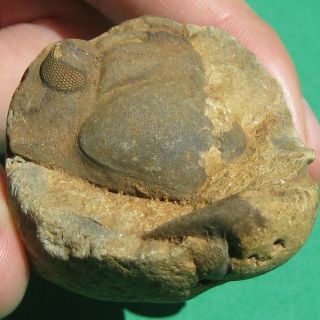 Extremely Rare Trilobite fossil Cephalon Malvinocooperella pregiganteus 5