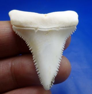 Real Modern Great White Shark Tooth Teeth 1.  57 Inch 042029