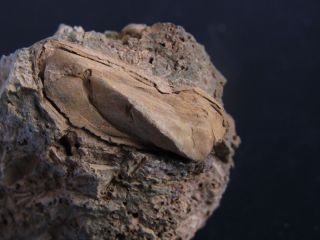 Ultra Rare Carboniferous Bivalve.  Pteria?.  Spain.  Nºbn9