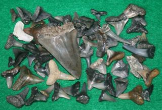 Florida Fossil Shark Teeth Mako Tooth Beach Ocean Surf Sea Fishing 50,
