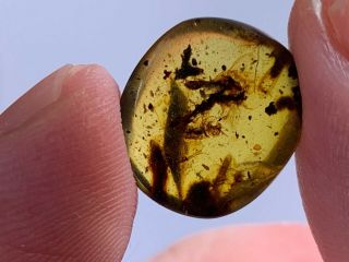 5 Unique Adult Termite Burmite Myanmar Burmese Amber Insect Fossil Dinosaur Age